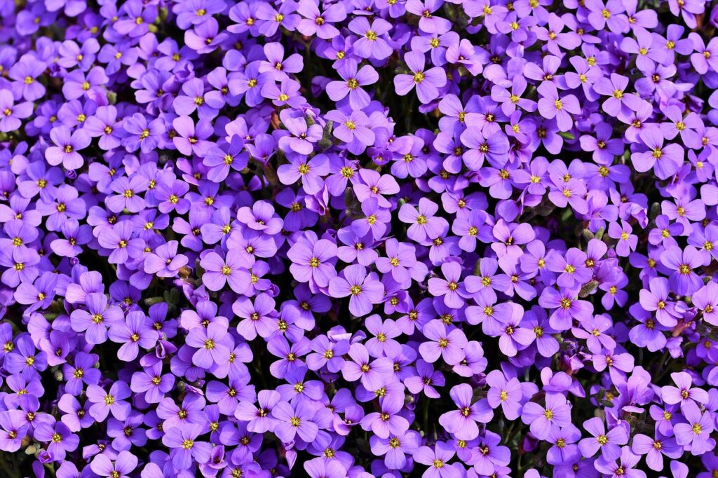 blue pillow, aubrietien, beautiful flowers-4111909.jpg